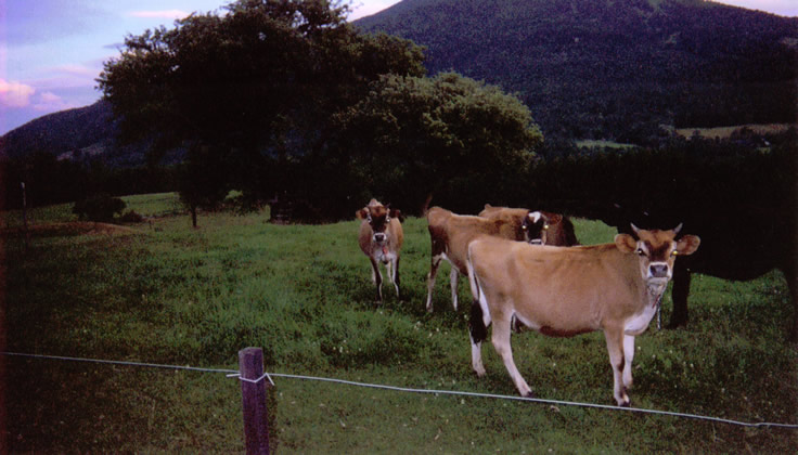 Where does great Vermont ice cream originates?